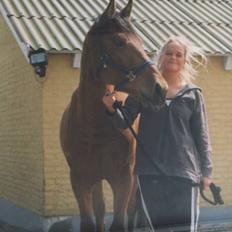 Dansk Varmblod tiffani