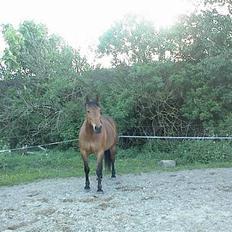 Dansk Varmblod tiffani