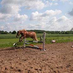 New Forest Labbenhus Peter Pan solgt