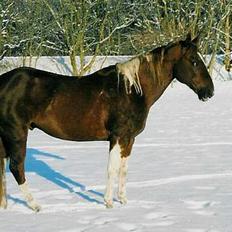 Paint Barkers Leo Sand (Basse).