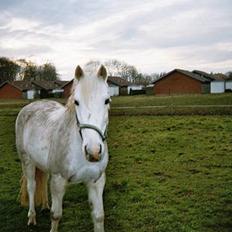 New Forest Andrea SOLGT