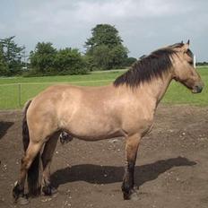 Anden særlig race Freja