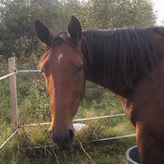 Anden særlig race Liri