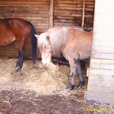 Haflinger Sjoko