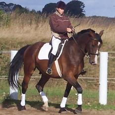 Anden særlig race Malik