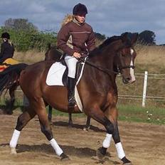 Anden særlig race Malik