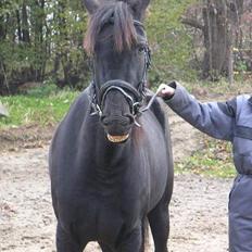 Traver Girl Of Beauty"Afdød"