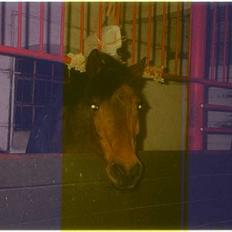 Anden særlig race Calvin Klein <3 R.I.P