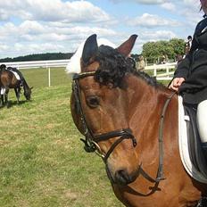 Anden særlig race Calvin Klein <3 R.I.P