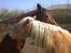 Haflinger Sjoko