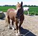Schleswiger unik