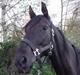 Anglo Araber (AA) Strauss aa