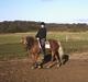 New Forest Labbenhus Peter Pan solgt