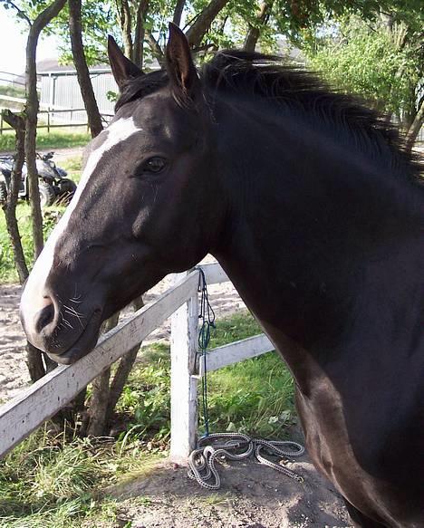 Anden særlig race  Force Machure  - Smukke hest :-) billede 1