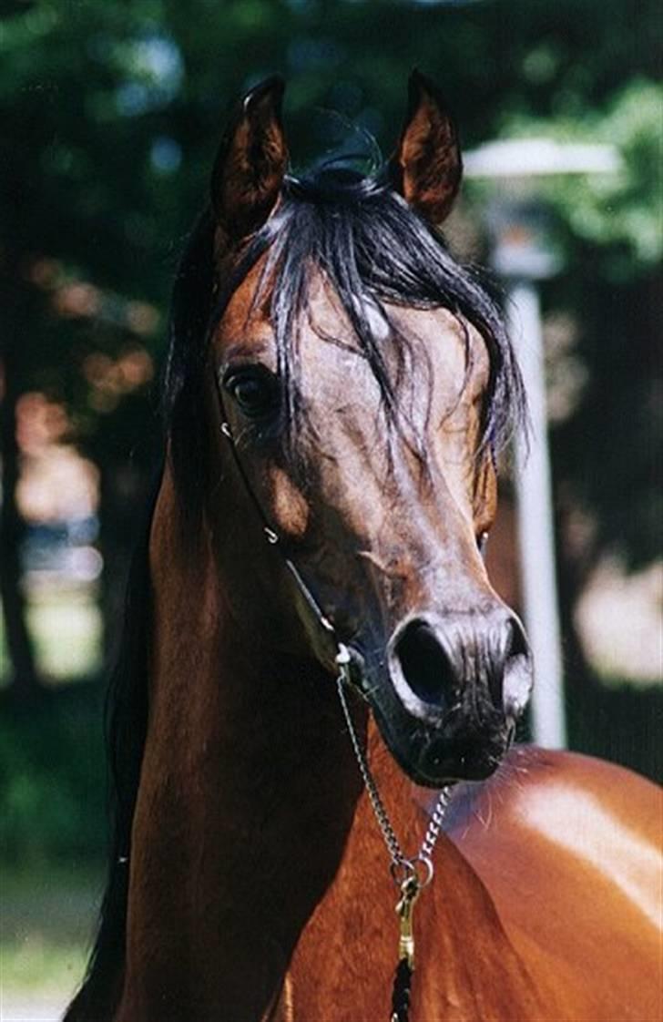 Arabisk fuldblod (OX) Amlet OX 2280 † DØD 03 † billede 4