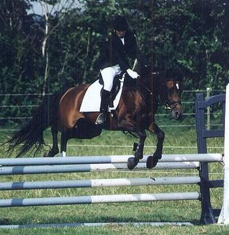 Arabisk fuldblod (OX) Amlet OX 2280 † DØD 03 † billede 6