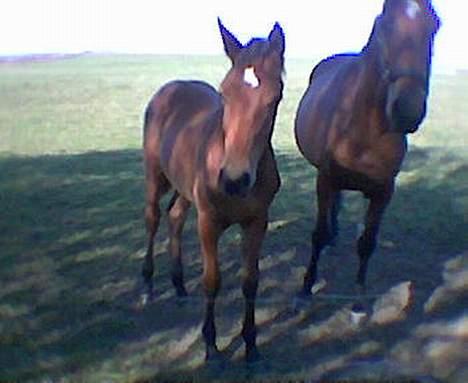 Dansk Varmblod Bakkely`s La`Mour billede 2