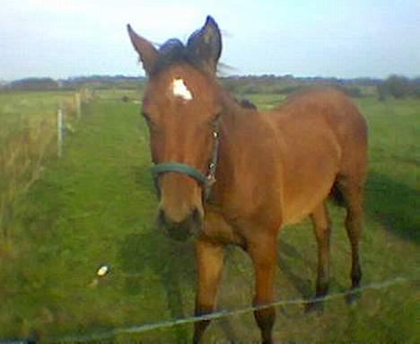 Dansk Varmblod Bakkely`s La`Mour billede 3