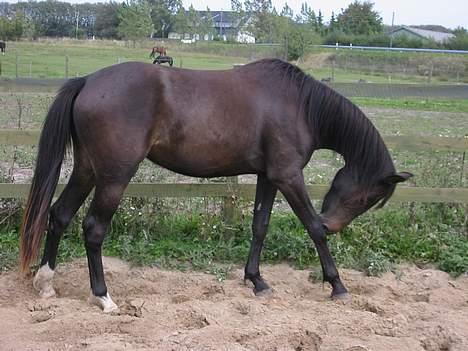 Anden særlig race Victoria billede 1