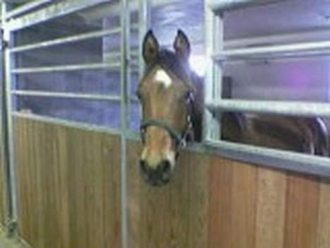 Dansk Varmblod Bakkely`s La`Mour billede 4