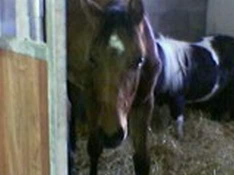 Dansk Varmblod Bakkely`s La`Mour billede 5