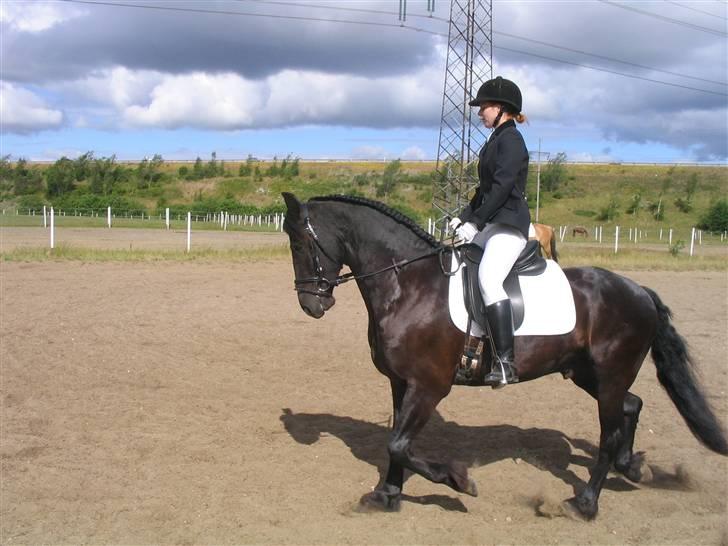 Frieser Loke af Friesergaarden - Lokes første stævne 2008 billede 1