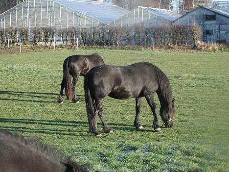 Frieser Loke af Friesergaarden - Loke  2 år billede 2