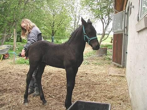 Frieser Loke af Friesergaarden - Loke 3 mdr billede 4