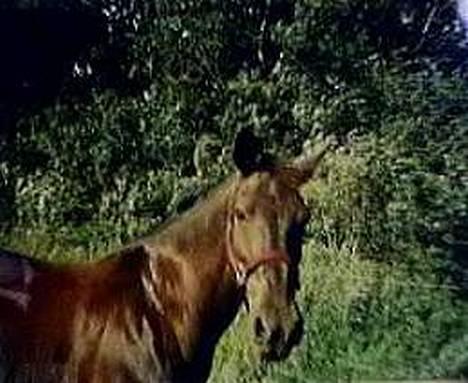 Oldenborg Darky billede 1
