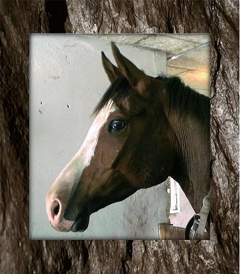 Dansk Varmblod Hector H.  - profil billede, taget i juli 2003 billede 1