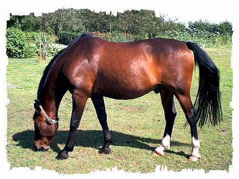 Oldenborg Rambo - Sommertyk Rambo i 2003 billede 1