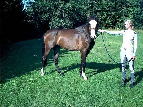 Dansk Varmblod Hector H.  - Hector i juli 2003 billede 2