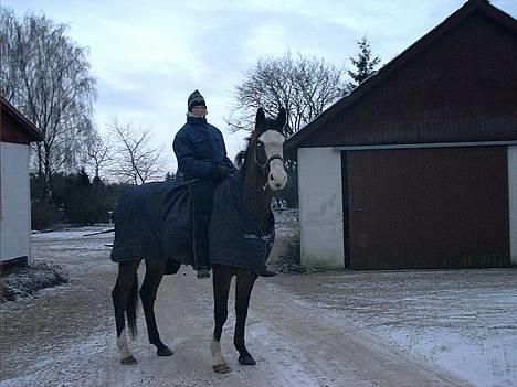 Dansk Varmblod Hector H.  - højt til hest... billede 3