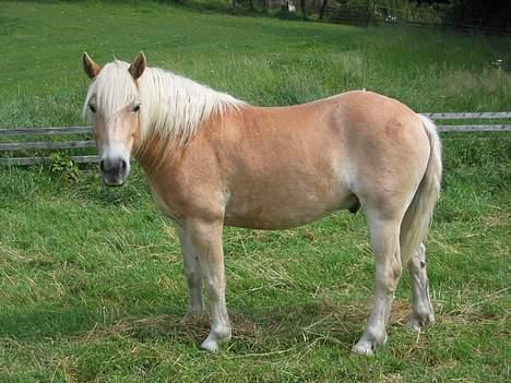 Haflinger Sjoko billede 4