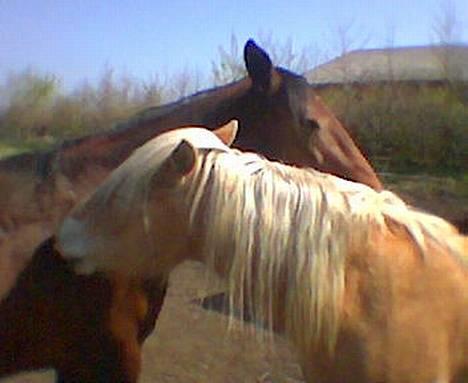 Haflinger Sjoko billede 5