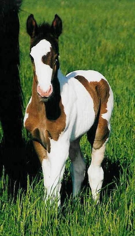 Pinto Marott's Bugatti - Bugatti i 2003 billede 3