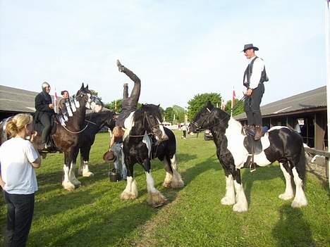 Irish Cob Holm´s  Hurricane - Akrobatik på Roskilde dyrskue billede 5