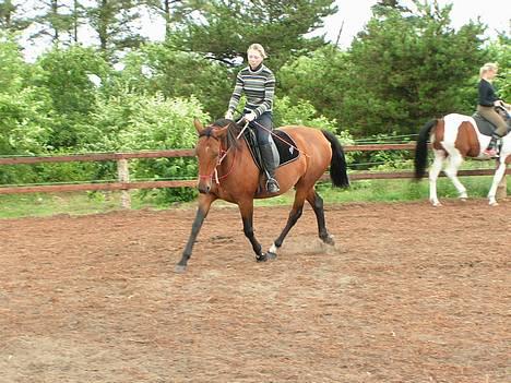 Anden særlig race Liri billede 5