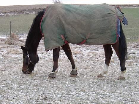Dansk Varmblod Amos - Amos på folden billede 5