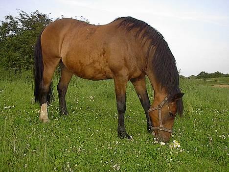 Oldenborg Julie -Julle - Julle er mor til oldenborgen Paw. billede 1