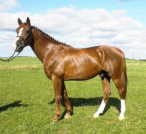 Dansk Varmblod Jackpot * RIP * billede 4