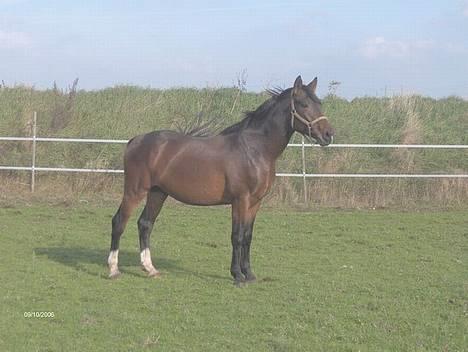 Anden særlig race Charming´s Filur billede 2