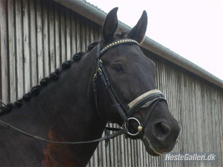 Pinto Monet billede 1