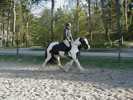 Tinker Bacardi billede 1