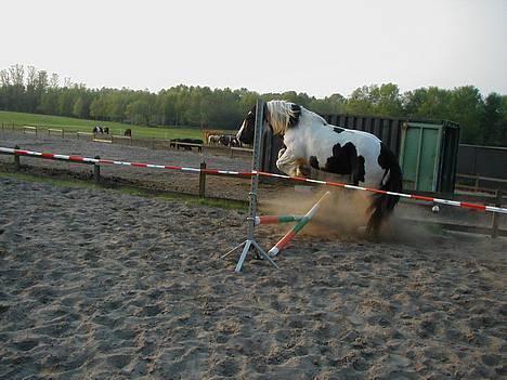 Tinker Bacardi billede 2