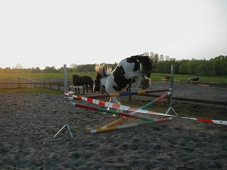 Tinker Bacardi billede 3