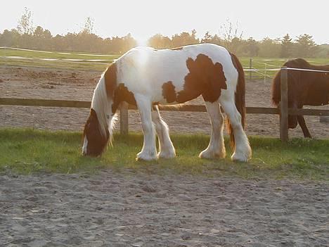 Tinker Bacardi billede 4