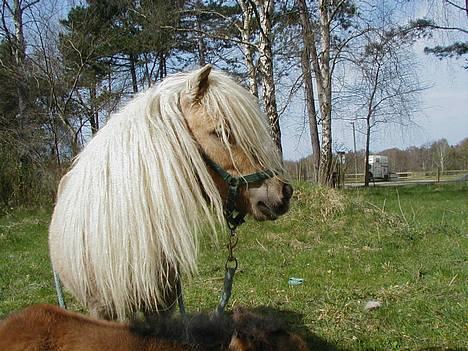 Shetlænder Sunshine - Sunshine og mig, efter kåringen på dotheaslyst.. billede 1