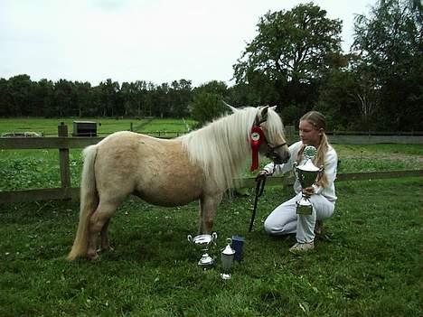 Shetlænder Sunshine billede 2