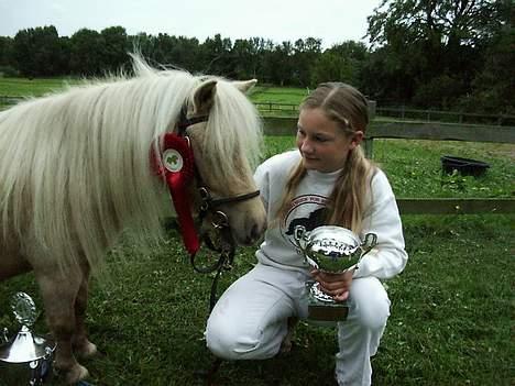 Shetlænder Sunshine billede 3